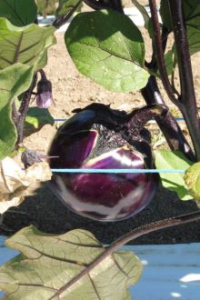 AUBERGINE ronde black beauty  Pqt 100 g