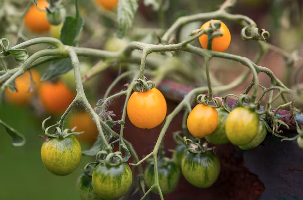 Tomate cerise jaune Amarilla Pqt 5 g