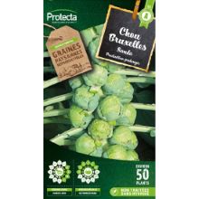 CHOU DE BRUXELLES SANDA