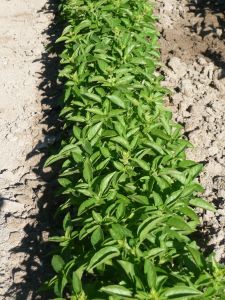 BASILIC Marseillais Pqt 500 g