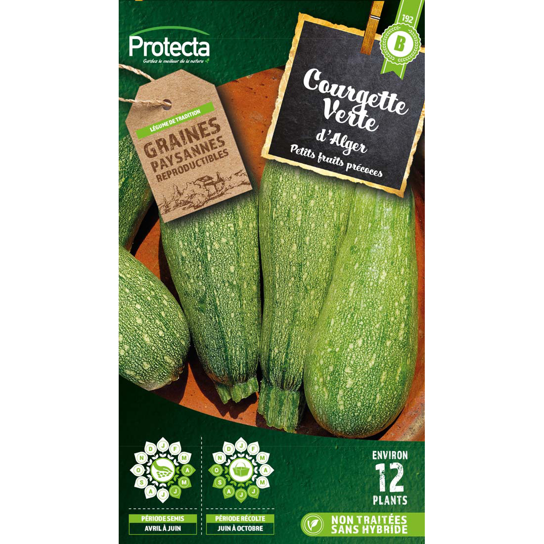 Courgette petite verte d'Alger
