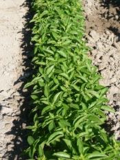 BASILIC Marseillais Pqt   5 g