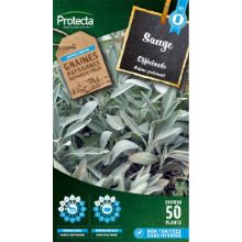 SAUGE OFFICINALE
