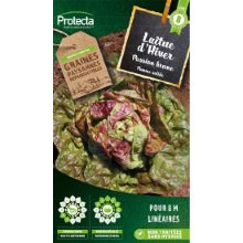 Laitue brune d'hiver (passion brune) sachet 4g