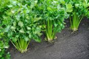 CELERI A COUPER  Pqt  25 g