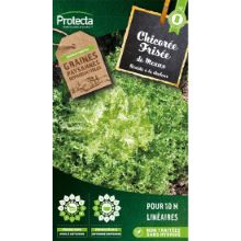 CHICORÉE FRISÉE DE MEAUX