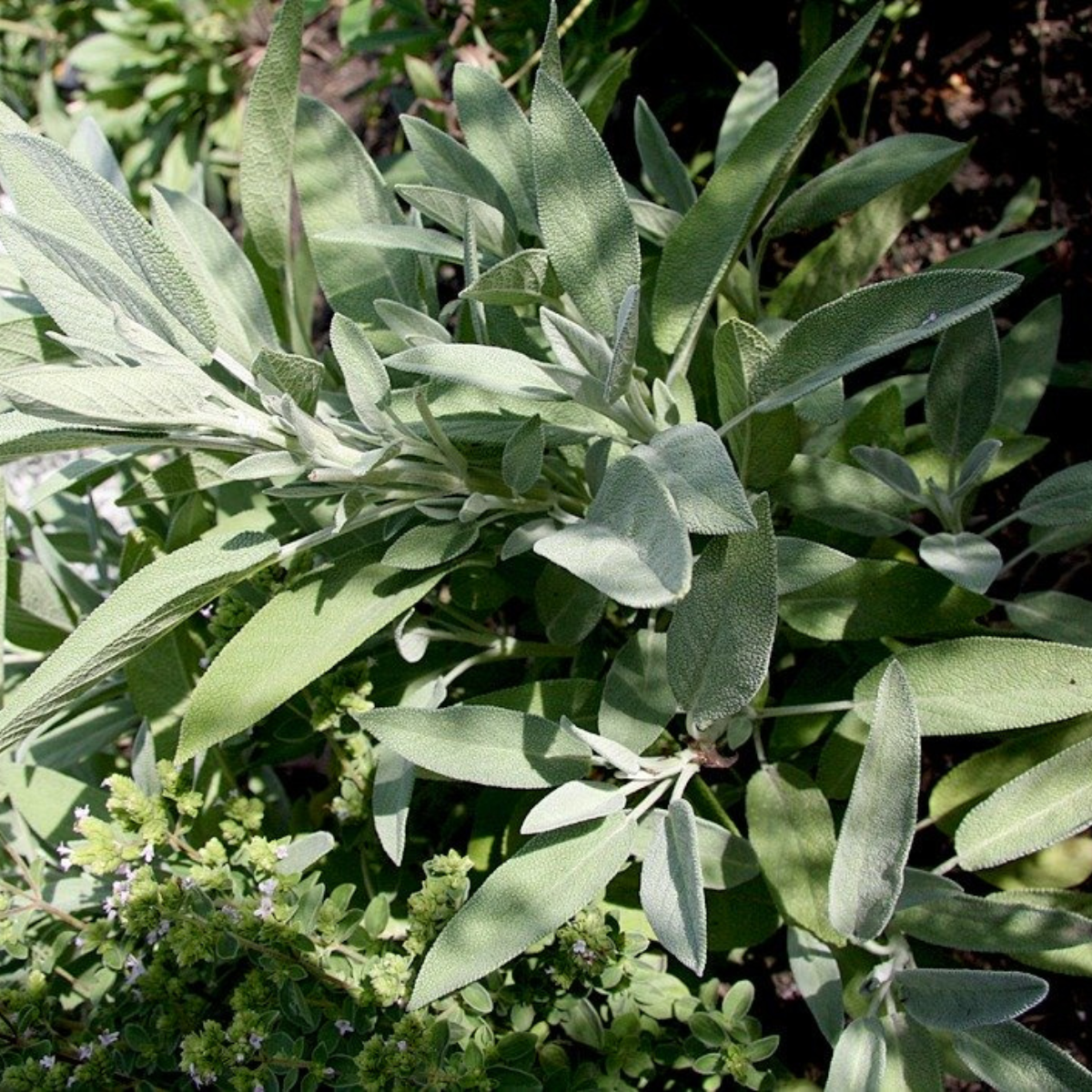 SAUGE OFFICINALE (Salvia officinalis) Pqt 500 g