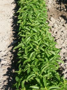 Basilic Marseillais Pqt 100 g