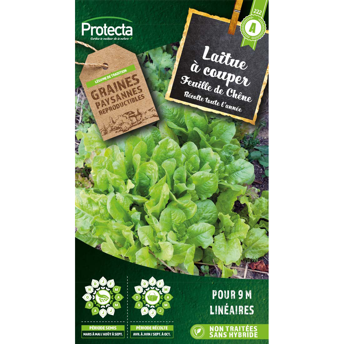 Laitue à couper Feuille de Chêne Blonde