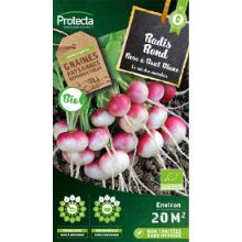 RADIS ROND ROSE À BOUT BLANC BIO