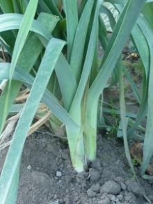 POIREAU long du midi (gros long d'été) Pqt 500 g