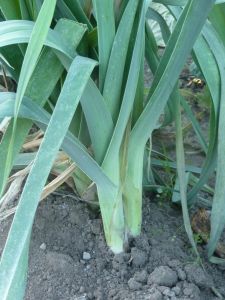 POIREAU long du midi (gros long d'été) Pqt 500 g