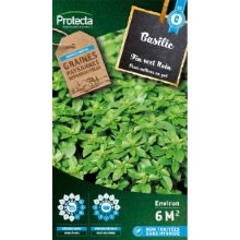 Basilic Fin vert nain compact LATINO sachet 2 g
