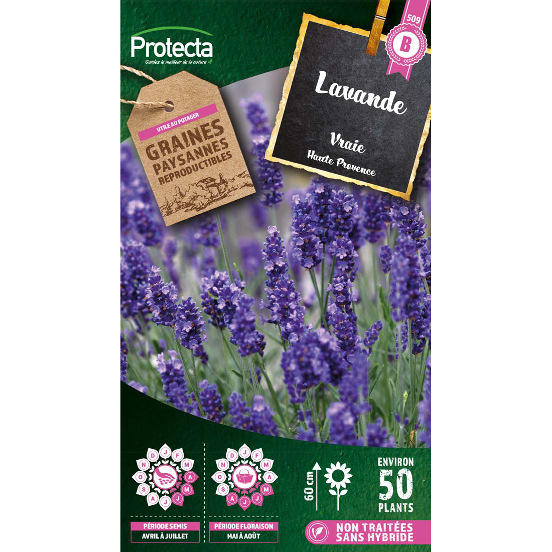 Lavande vraie (Lavandula vera)