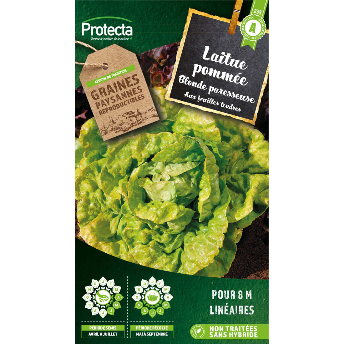 Laitue Grosse blonde paresseuse