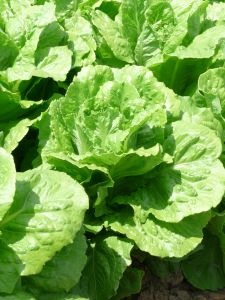 LAITUE ROMAINE ballon Pqt 500 g