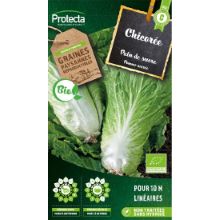 Chicorée sauvage améliorée Pain de Sucre BIO sachet 4 g
