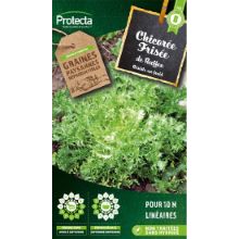 CHICORÉE FRISÉE DE RUFFEC