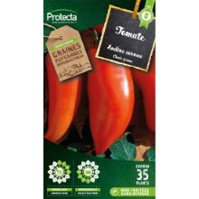 TOMATE ANDINE CORNUE