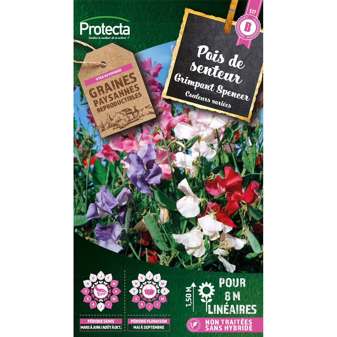 Pois de senteur Grimpant Spencer