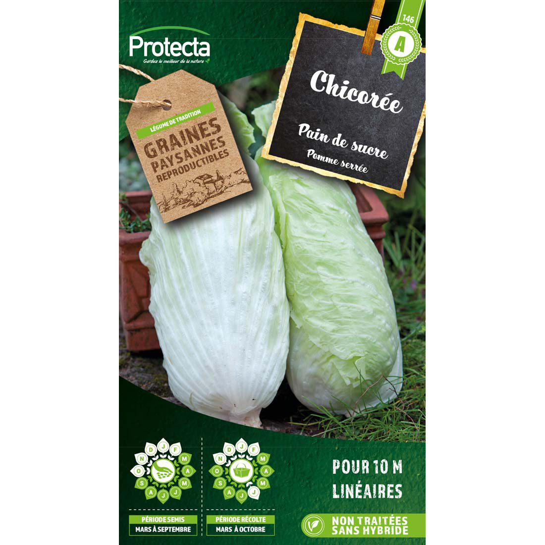 Chicorée sauvage améliorée Pain de sucre  sachet 5 g
