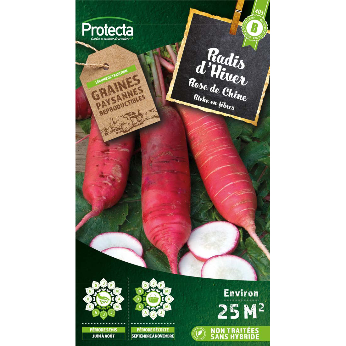 RADIS D'HIVER ROSE DE CHINE