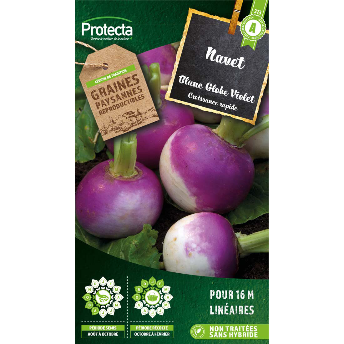 Navet blanc globe à collet violet