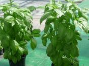 BASILIC grand vert ITALIANO (genovese) Pqt 500 g