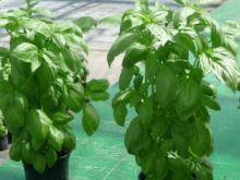 BASILIC grand vert ITALIANO (genovese) Pqt 500 g