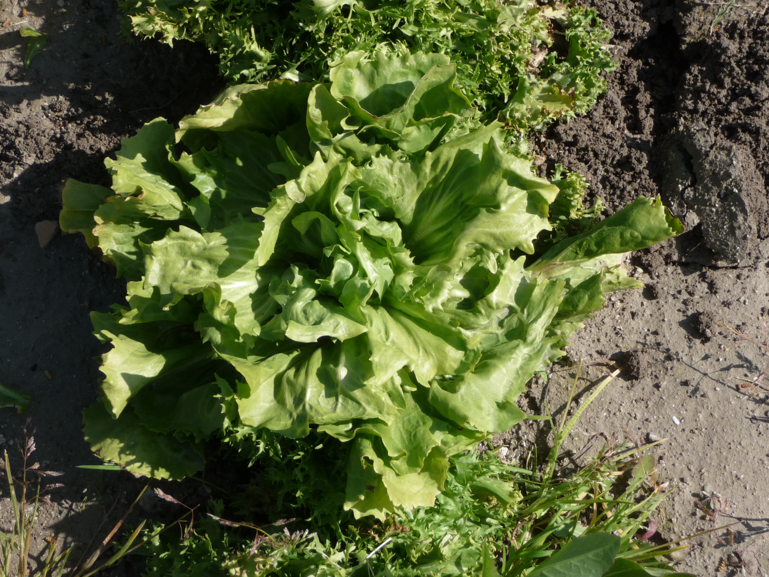 Chicorée scarole en cornet d Anjou Pqt 500 g
