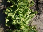 CHICOREE SCAROLE en cornet d'Anjou Pqt 500 g