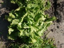 CHICOREE SCAROLE en cornet d'Anjou Pqt 500 g