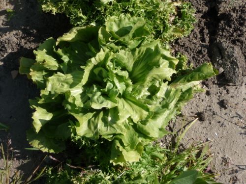 CHICOREE SCAROLE en cornet d'Anjou Pqt 500 g